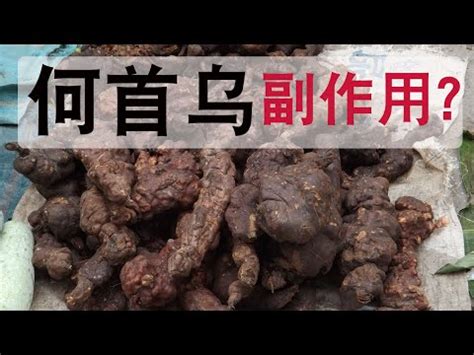 制首烏副作用|制首烏的副作用